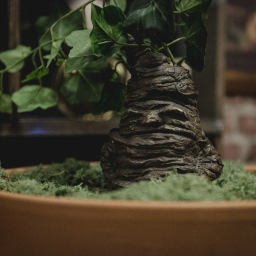 Escape game Paris Greenhouse - mandragore